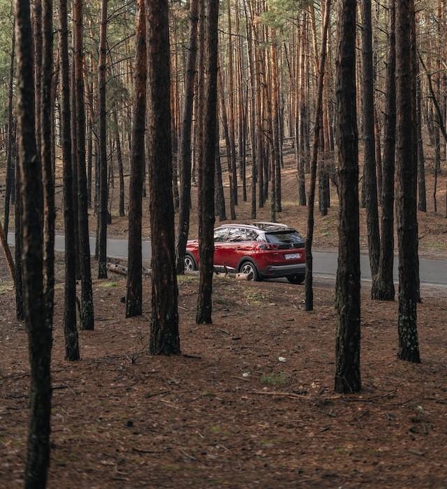 Image of a Vehicle Broken Down in a French Forrest