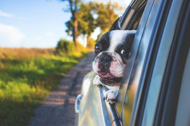 Image of a Dog from a Car Window