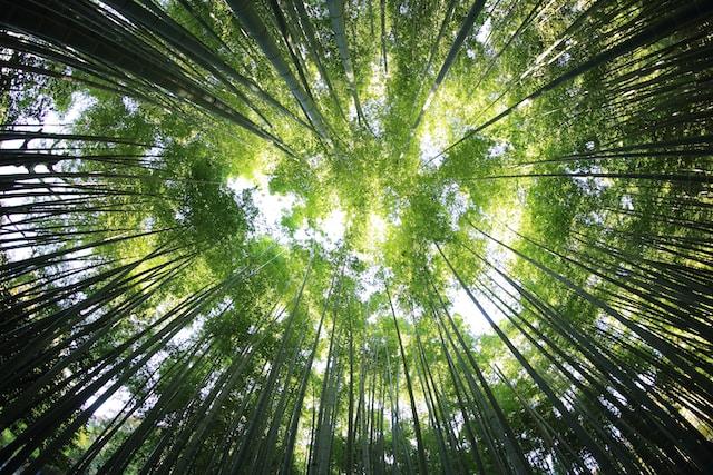 Image of a Tree Canopy in a Forrest